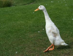 cat cloceste rata romaneasca