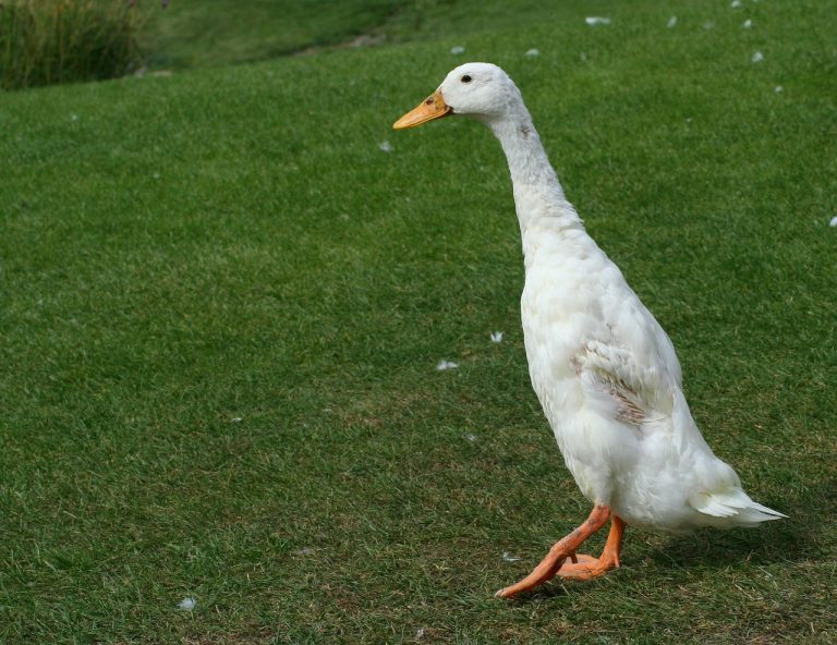 cat cloceste rata romaneasca