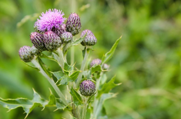 cat lapte da o magarita pe zi