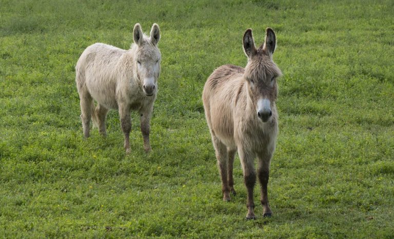 cat costa un litru de lapte de magarita