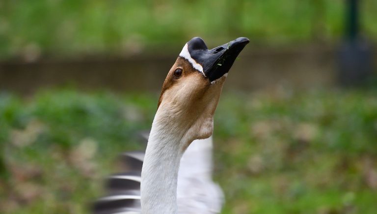 cat cloceste bibilica