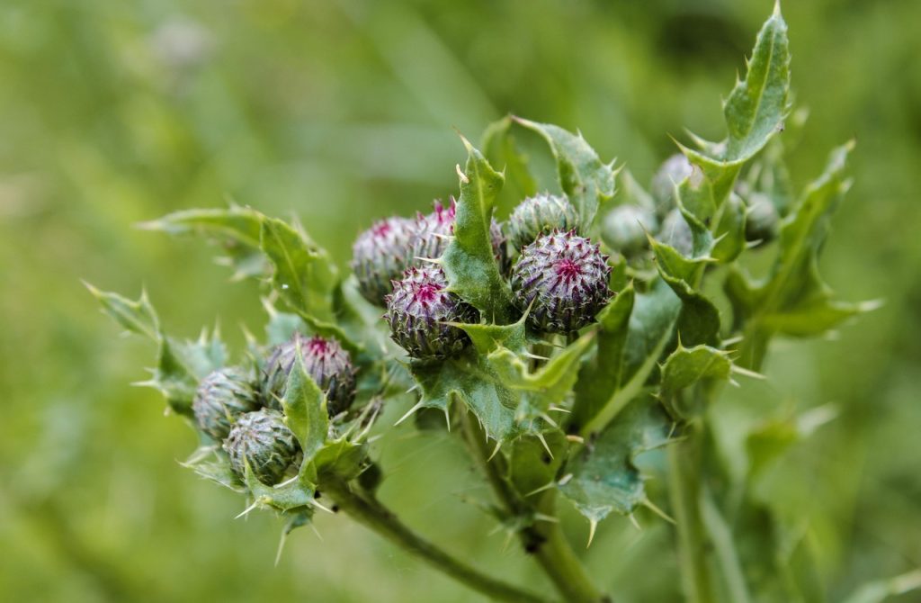 cat mananca un magar pe zi