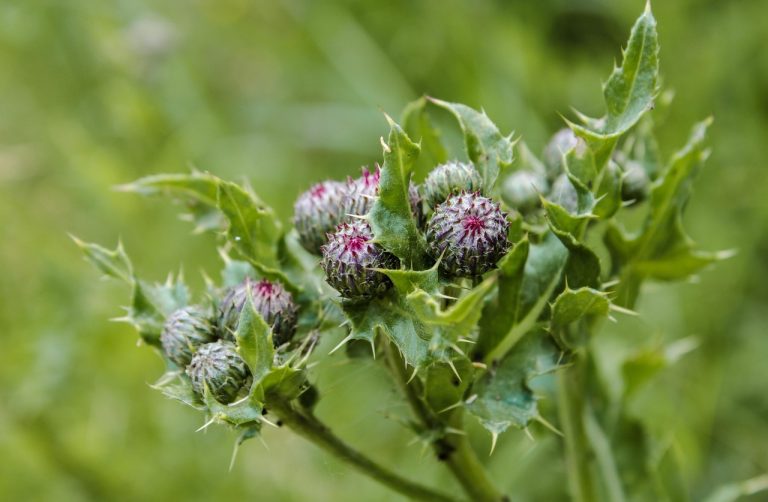 cat mananca un magar pe zi