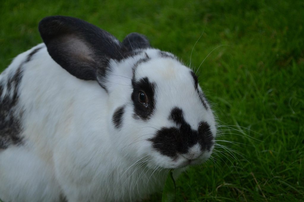 cat traieste un iepure pitic