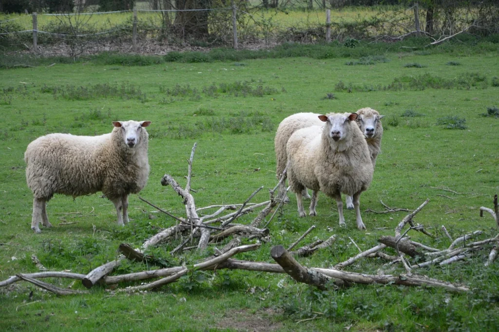 de cate ori fata o oaie pe an