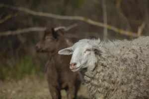 cu ce se curata burta de oaie