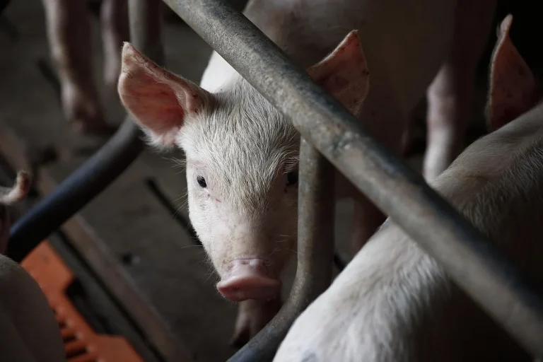 ce este escalop de porc