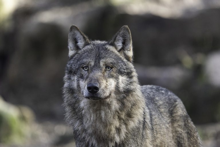 jack nicholson the wolf