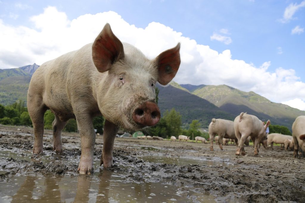 ce este aripioara de porc