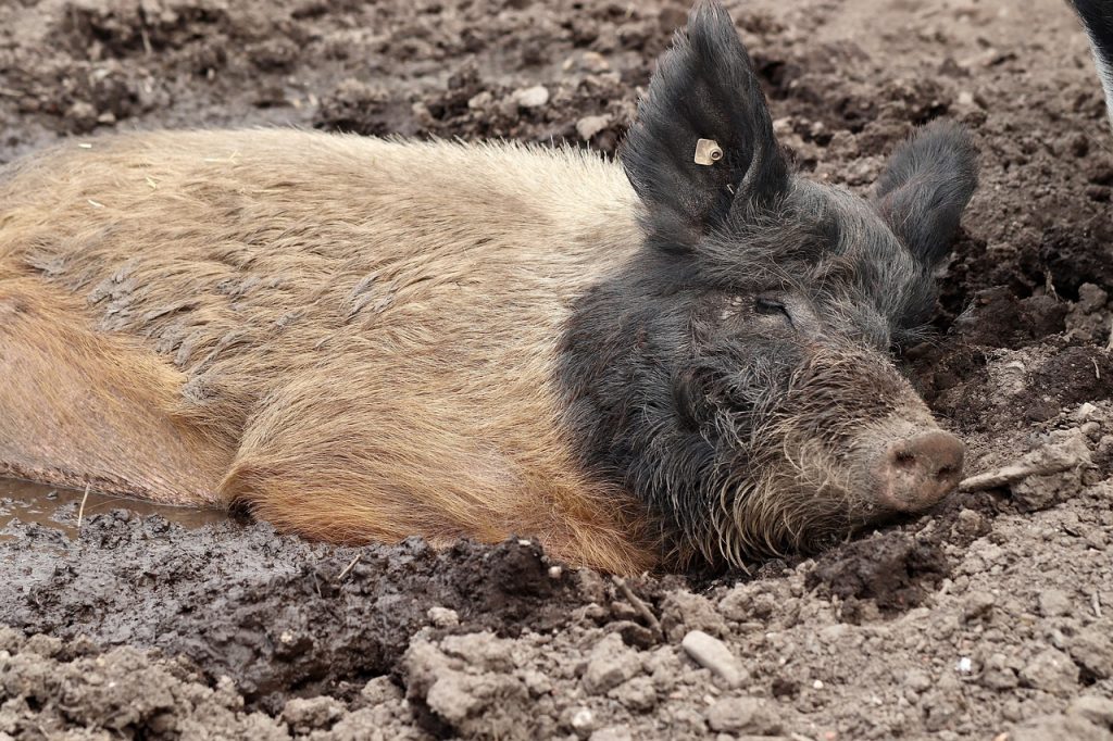 cat traieste un porc de guineea