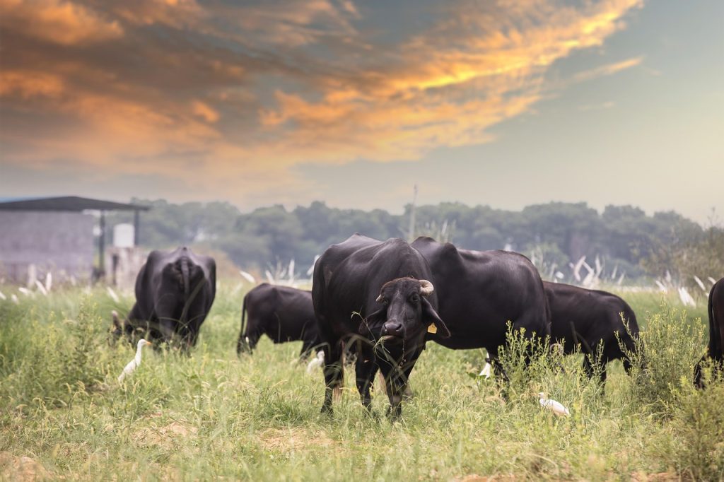 cat traieste o vaca baltata romaneasca
