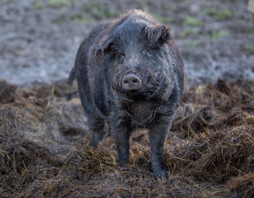 cu ce lemn se afuma carnea de porc