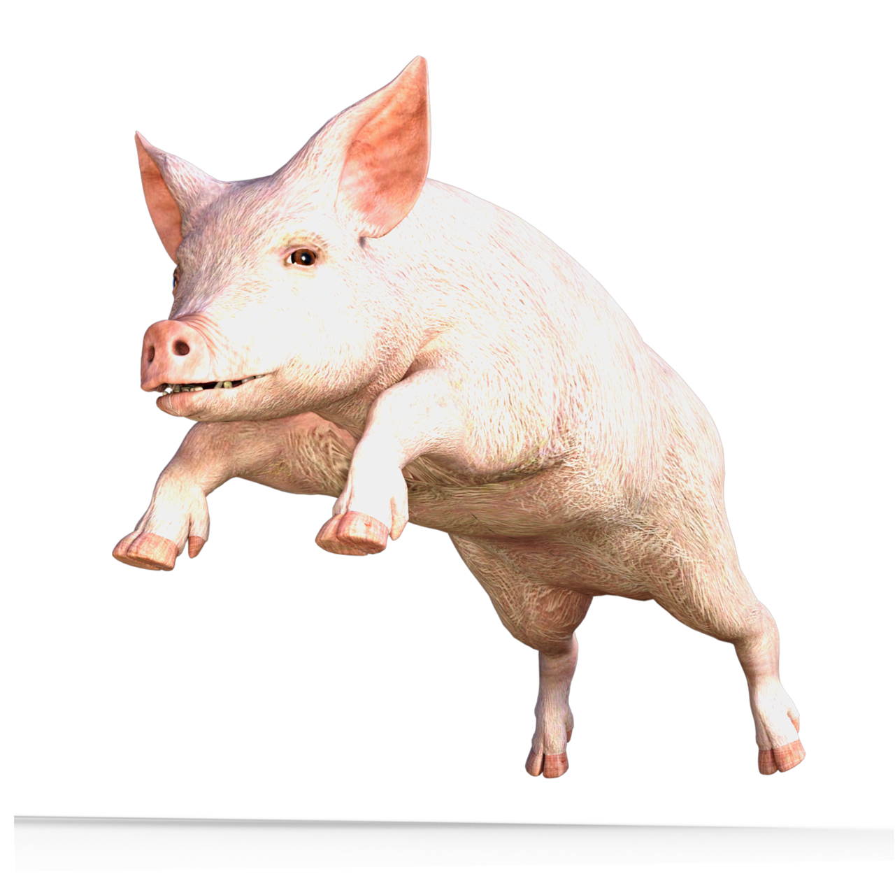 unde se injunghie un porc