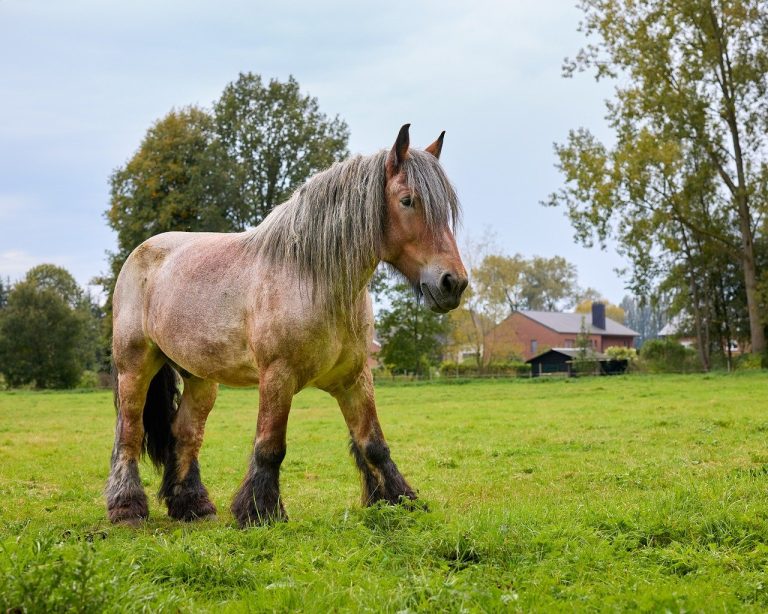 cat mananca o oaie pe zi