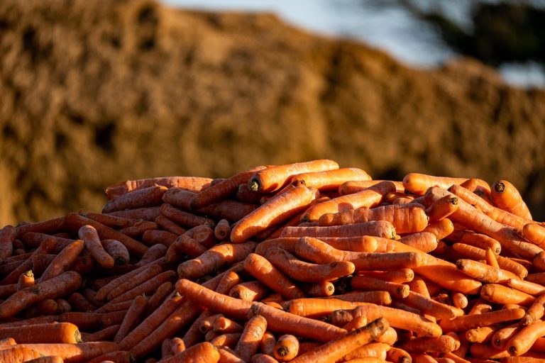 ce se da la vaci sa intre in calduri