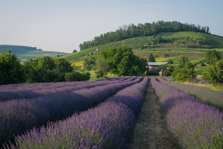 tipuri de lavanda