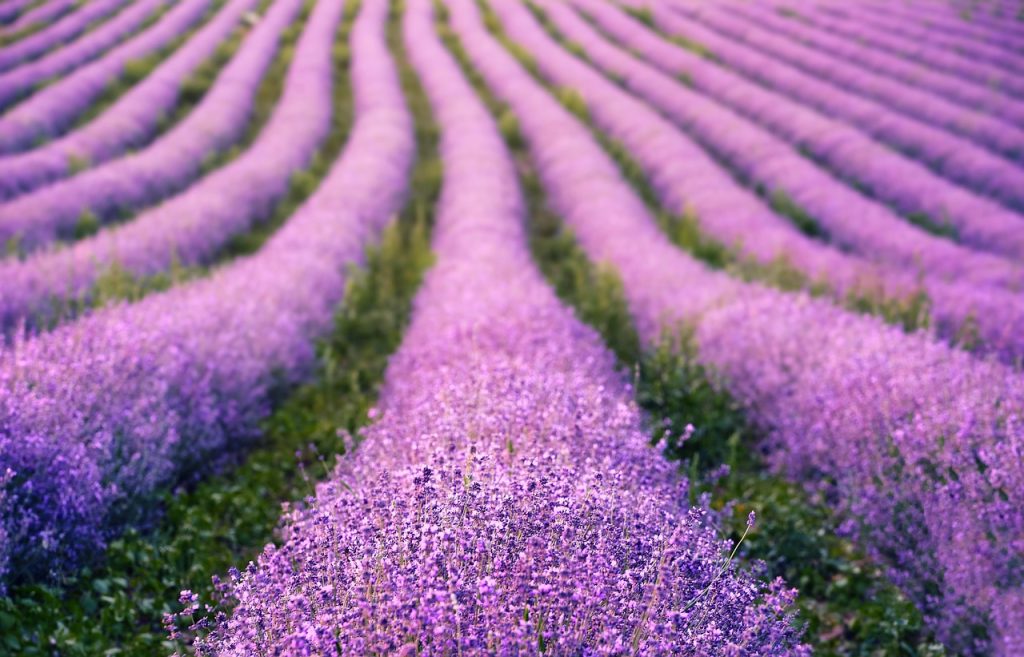 cand se planteaza lavanda