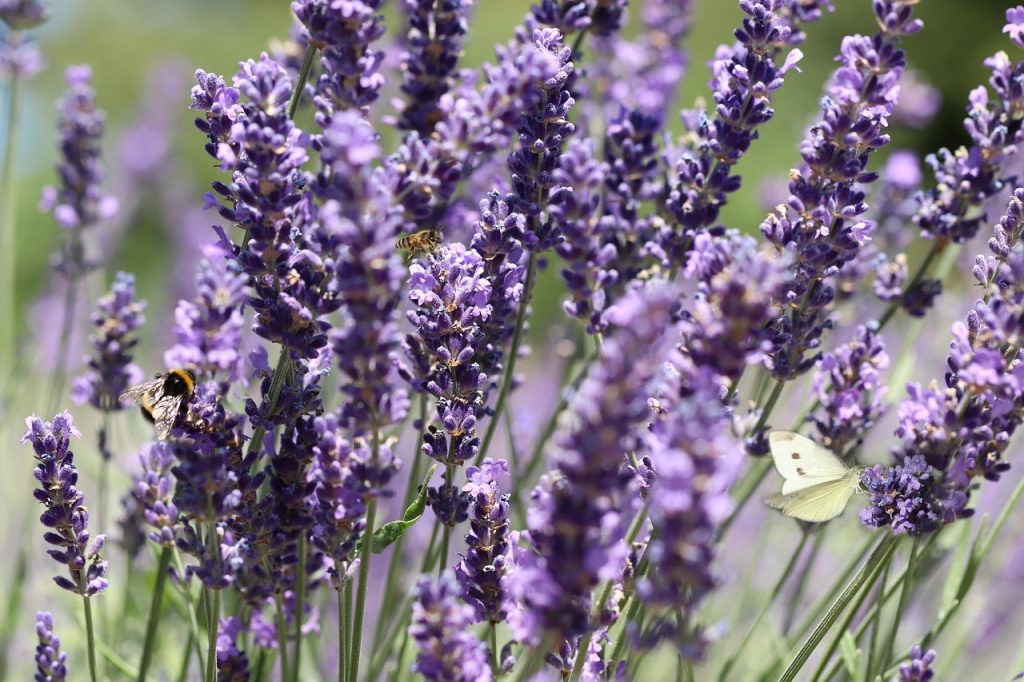 cand infloreste lavanda