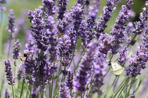cand infloreste lavanda