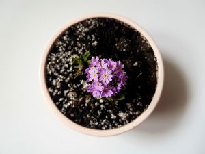 cand se baga muscatele in casa