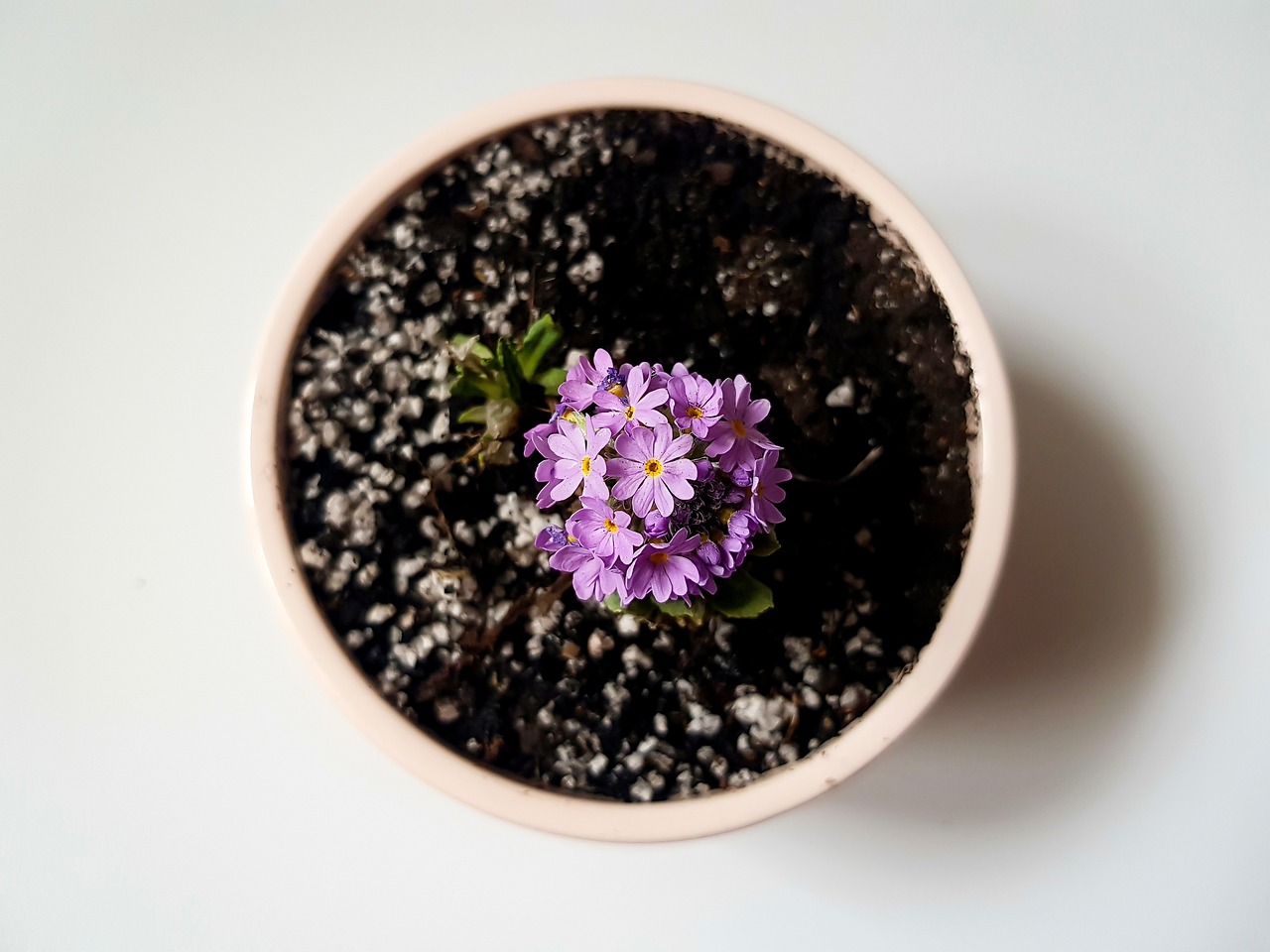 cand se baga muscatele in casa