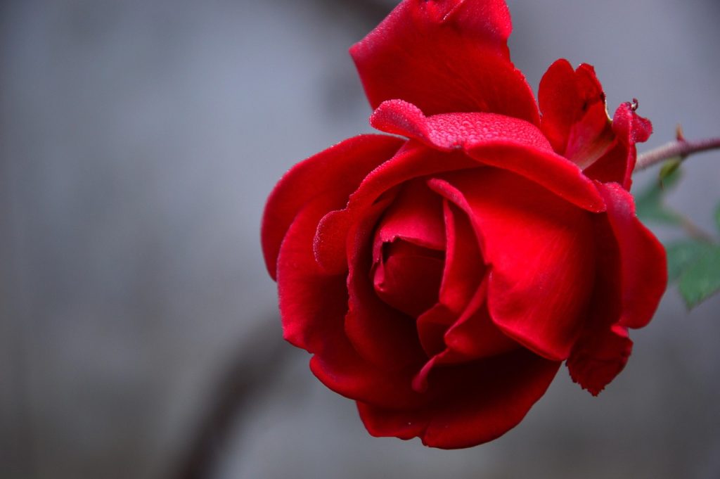plantare trandafiri fara radacini