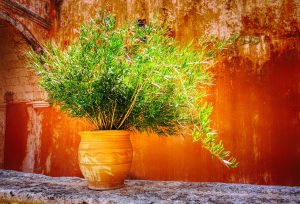 cel mai bun ingrasamant pentru muscate