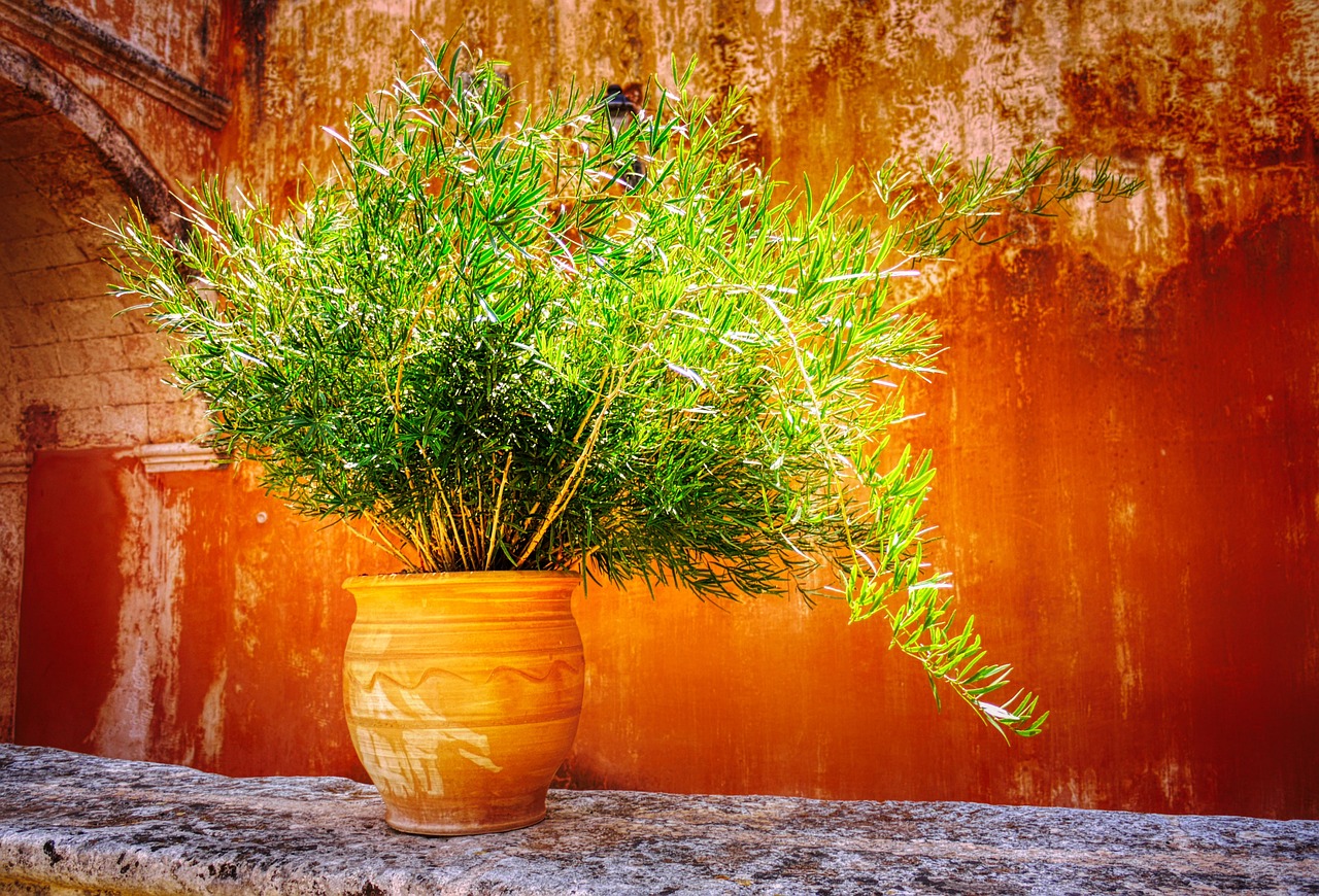 cel mai bun ingrasamant pentru muscate